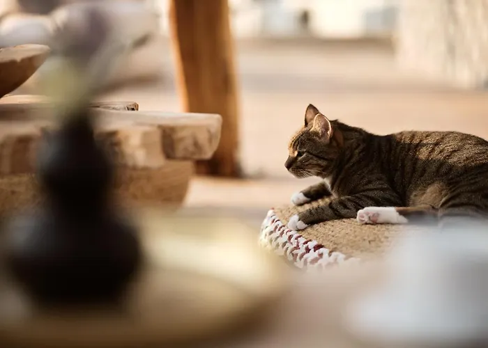 Hotel Gardelli Laganas